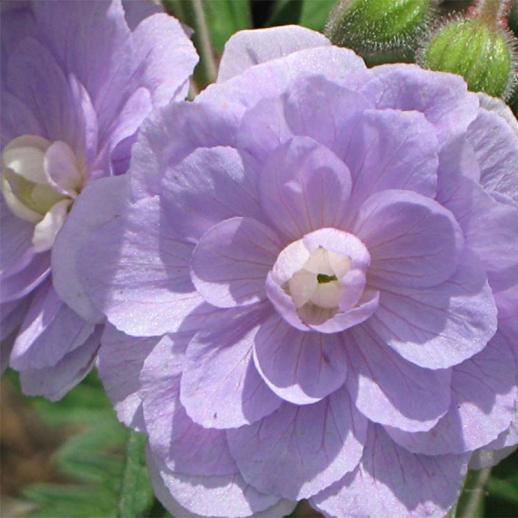 Géranium vivace pratense Summer Skies - Géranium des prés