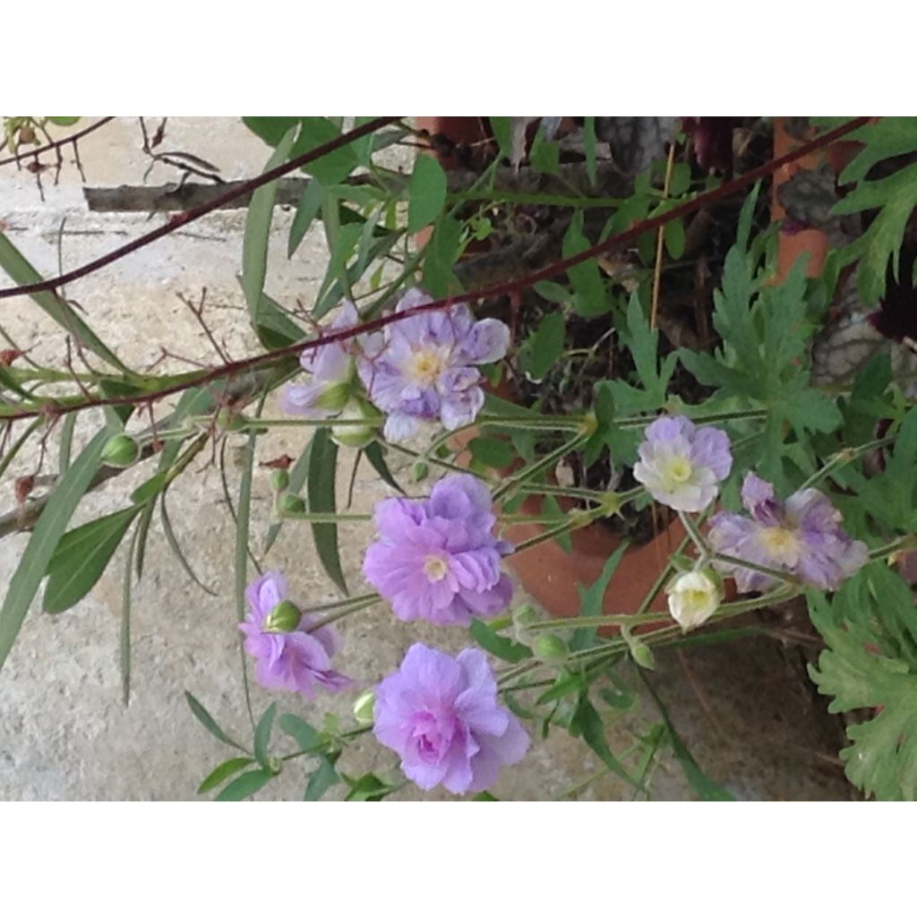 Géranium vivace pratense Summer Skies - Géranium des prés