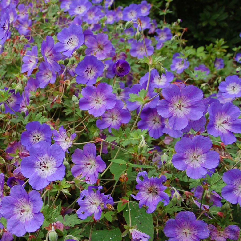 Géranium vivace Rozanne