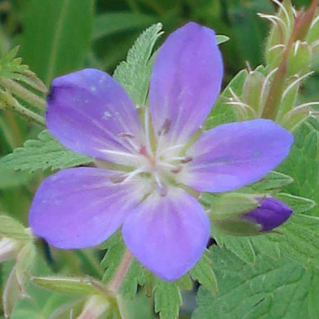 Géranium vivace sylvaticum May Flower