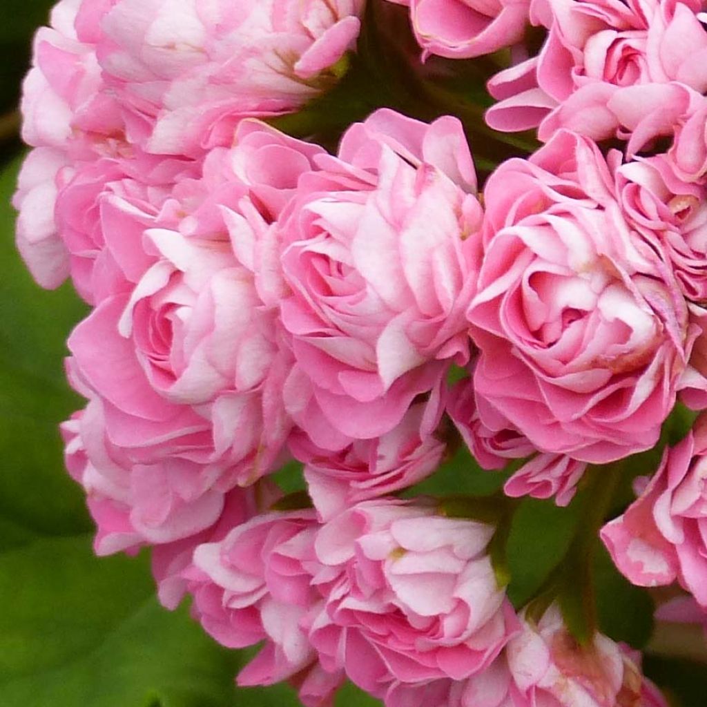 Géranium zonale Bouton de rose Appleblossom