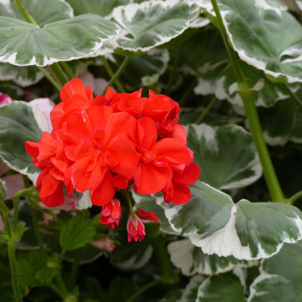 Géranium zonale Wilhelm Langguth - Pelargonium fantaisie