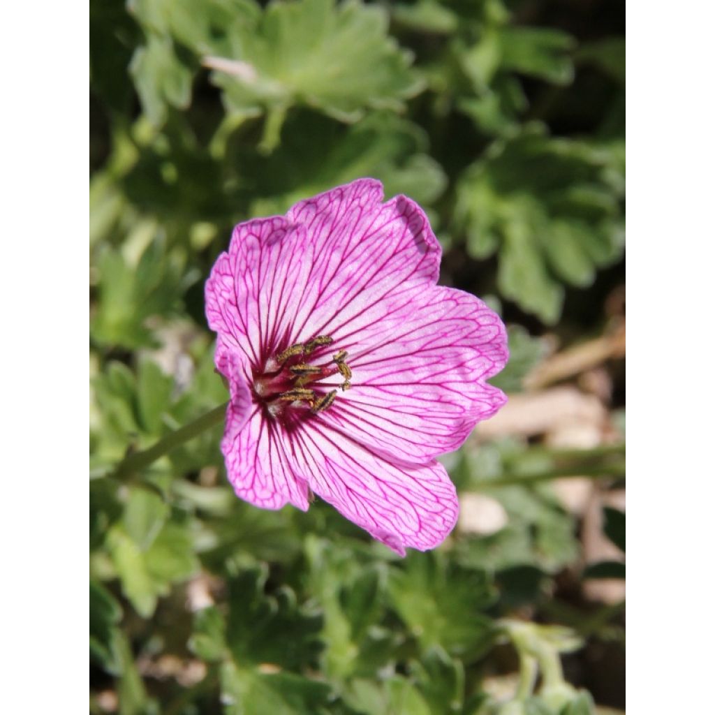 Geranium vivace cinereum Ballerina