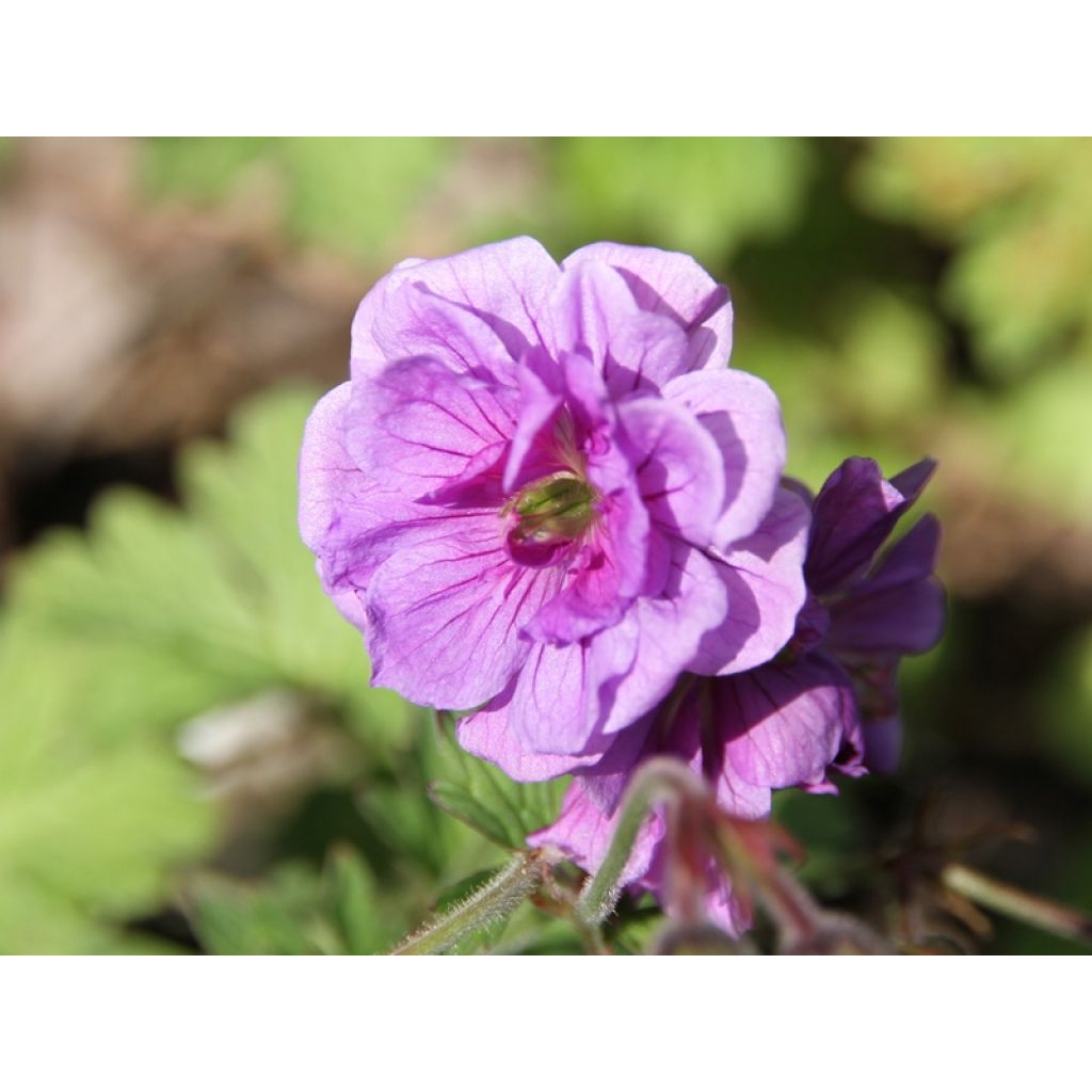 Géranium vivace himalayense Plenum (Birch Double)