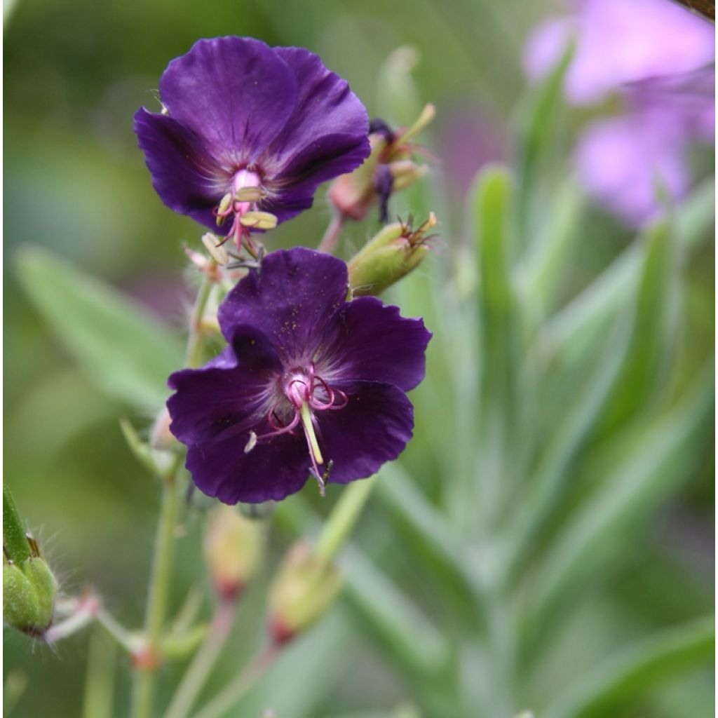 Geranium vivace phaeum Raven - Géranium vivace livide