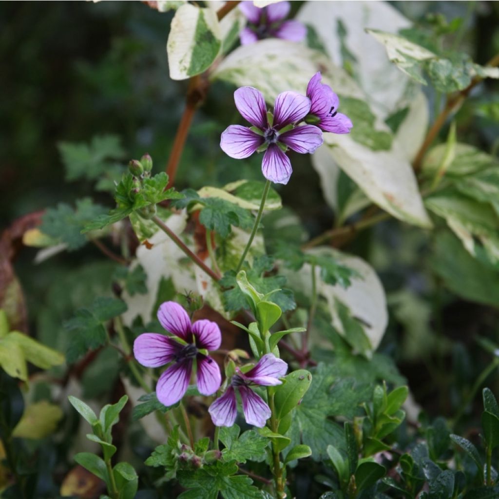 Géranium vivace Salomé