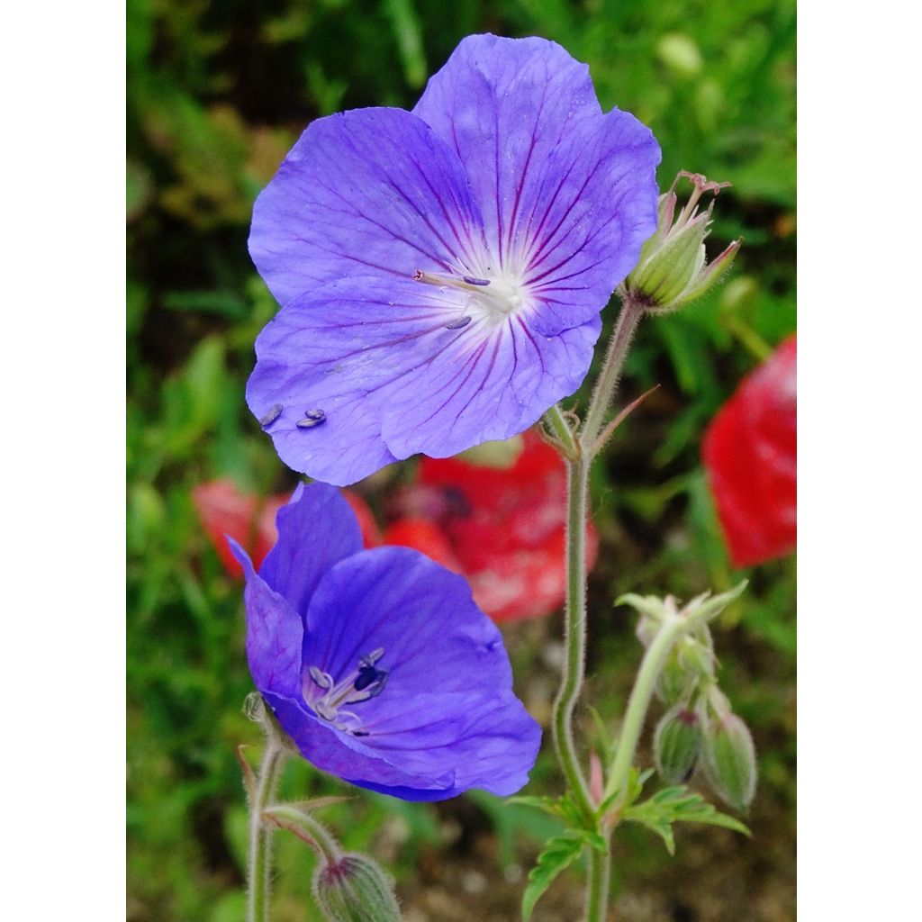 Une belle fleur bleu violacé