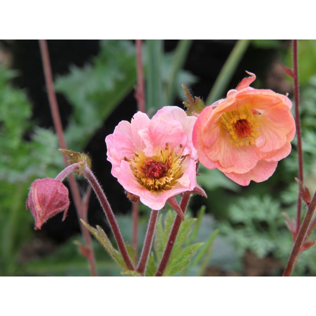 Geum Cosmopolitan - Benoite blanc-pêche