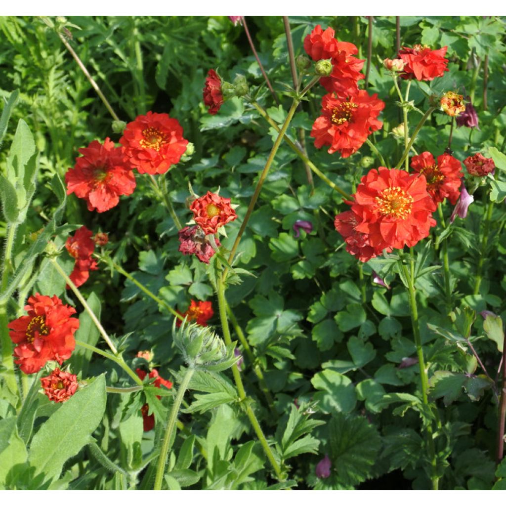 Geum chiloense Mrs Bradshaw - Benoîte rouge écarlate