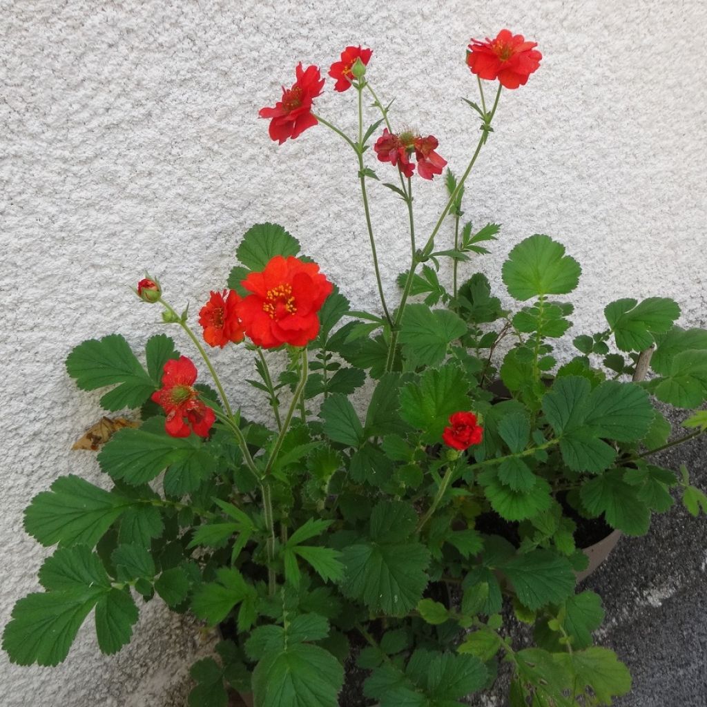 Geum chiloense Mrs Bradshaw - Benoîte rouge écarlate