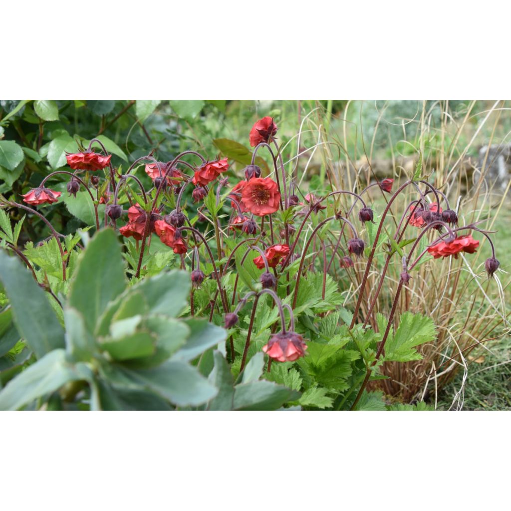 Geum Flames of Passion - Benoîte rose teintée de rouge