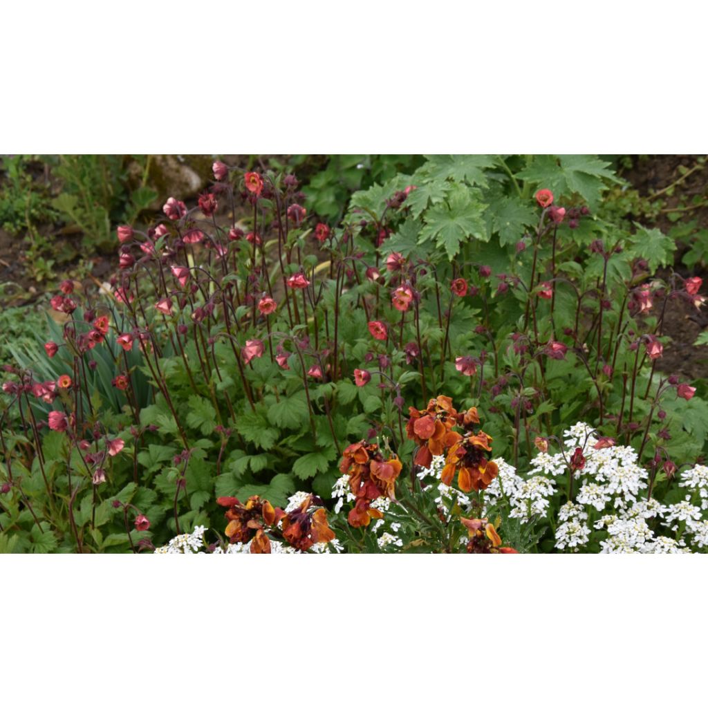 Geum rivale Leonard's Variety - Benoîte des Rives