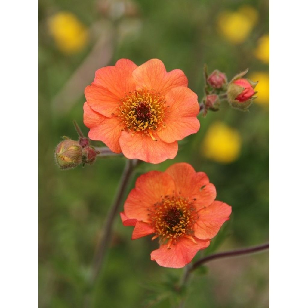 Geum Totally Tangerine - Benoîte orange vif