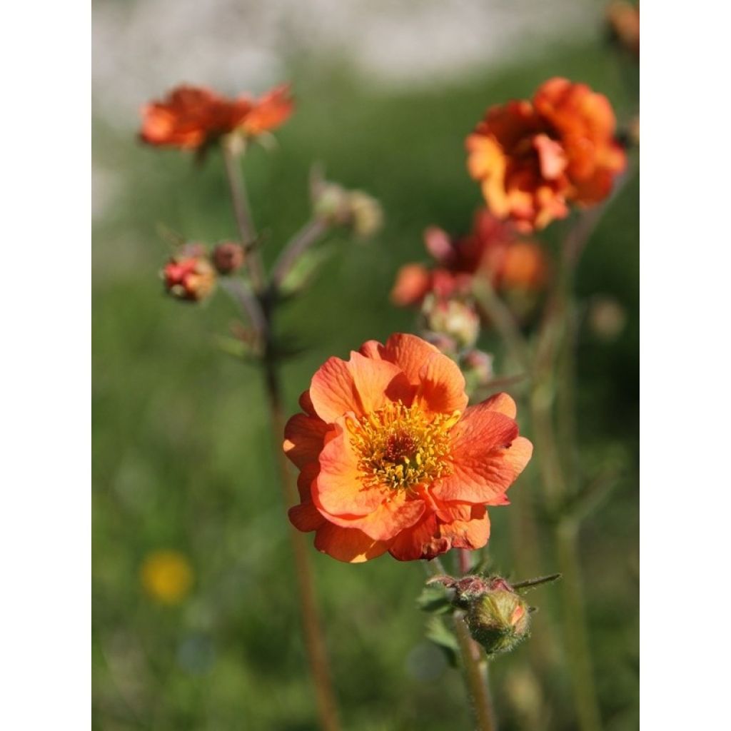 Geum Totally Tangerine - Benoîte orange vif