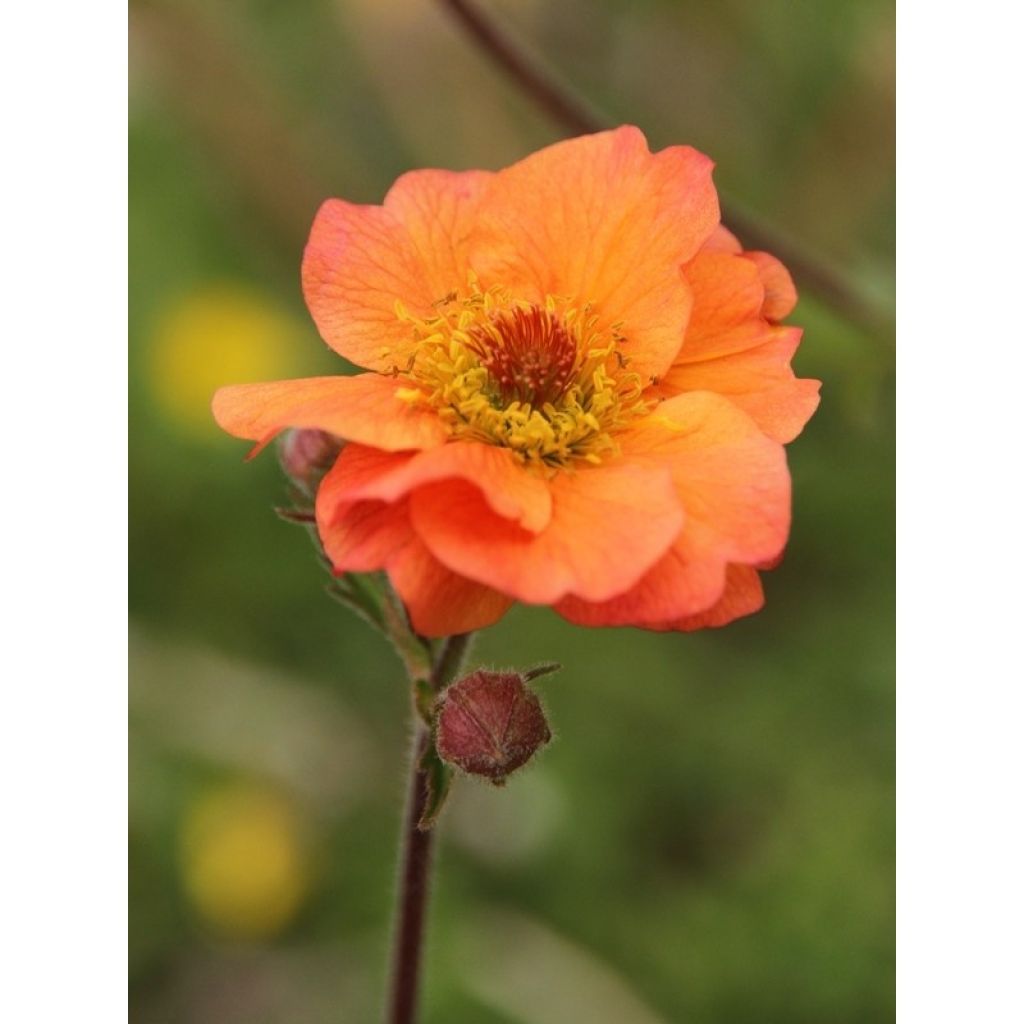 Geum Totally Tangerine - Benoîte orange vif