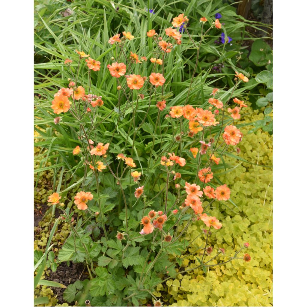 Geum Totally Tangerine - Benoîte orange vif