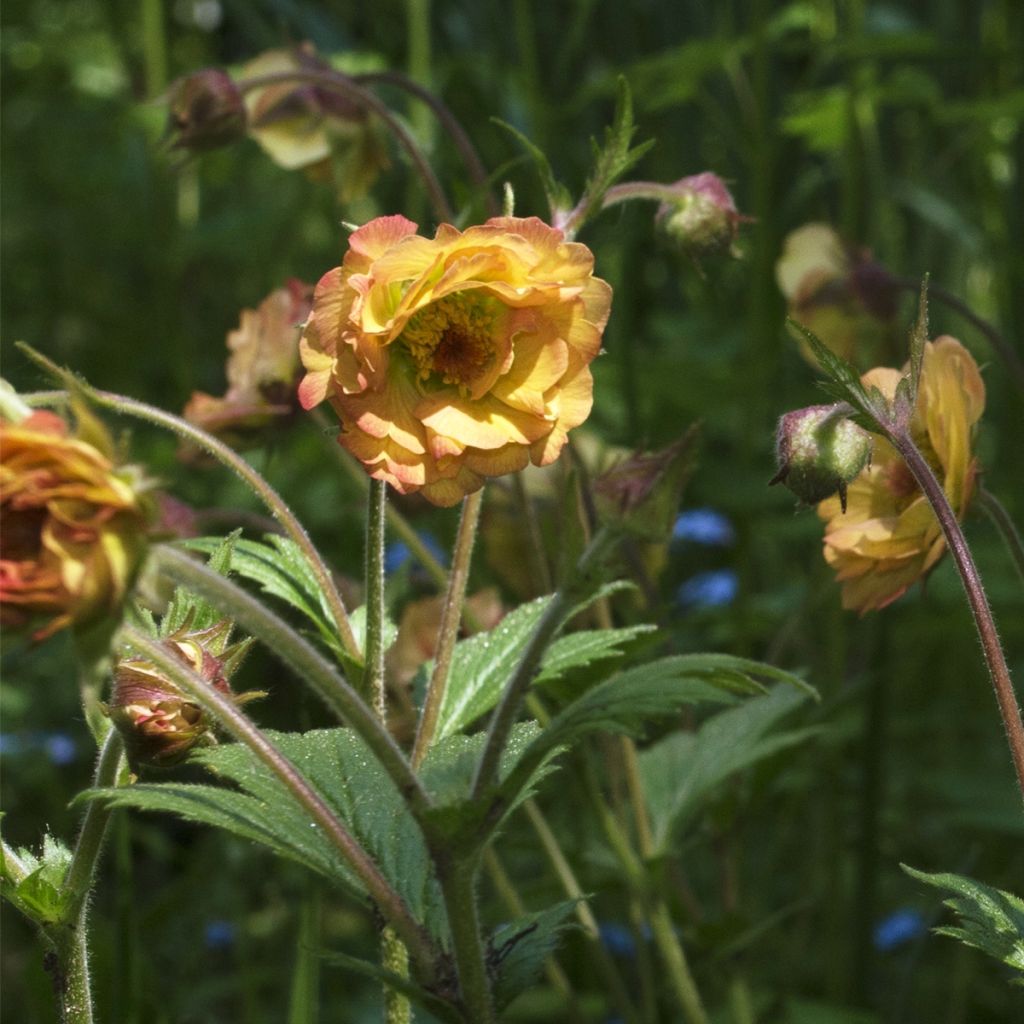 Geum Tutti Fruttii - Benoîte jaune orangé