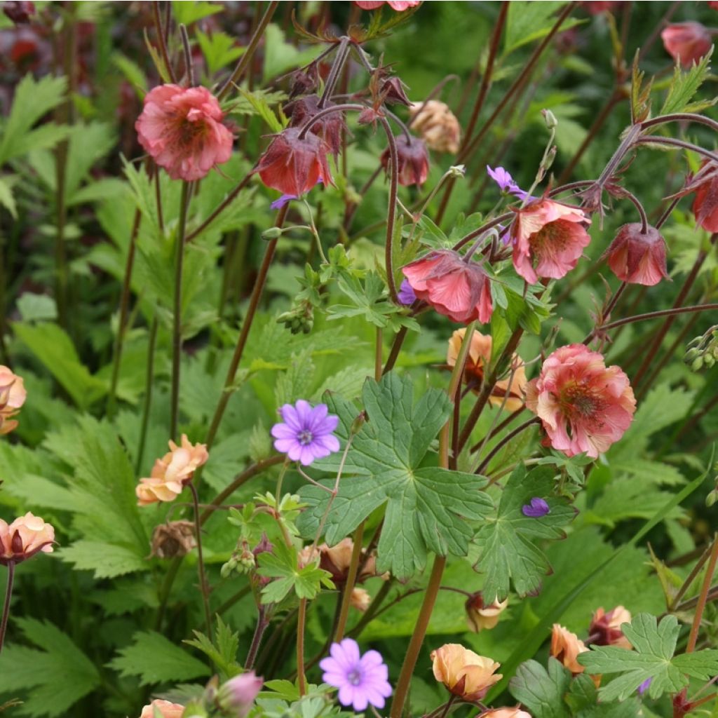 Geum Bell Bank - Benoîte rose soutenu