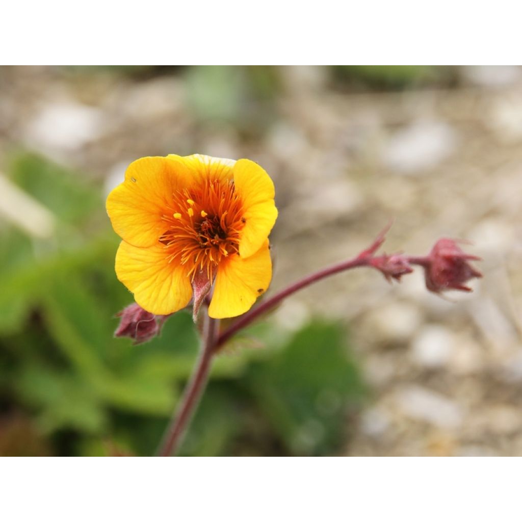 Geum coccineum Karlskaer - Benoîte jaune orangé