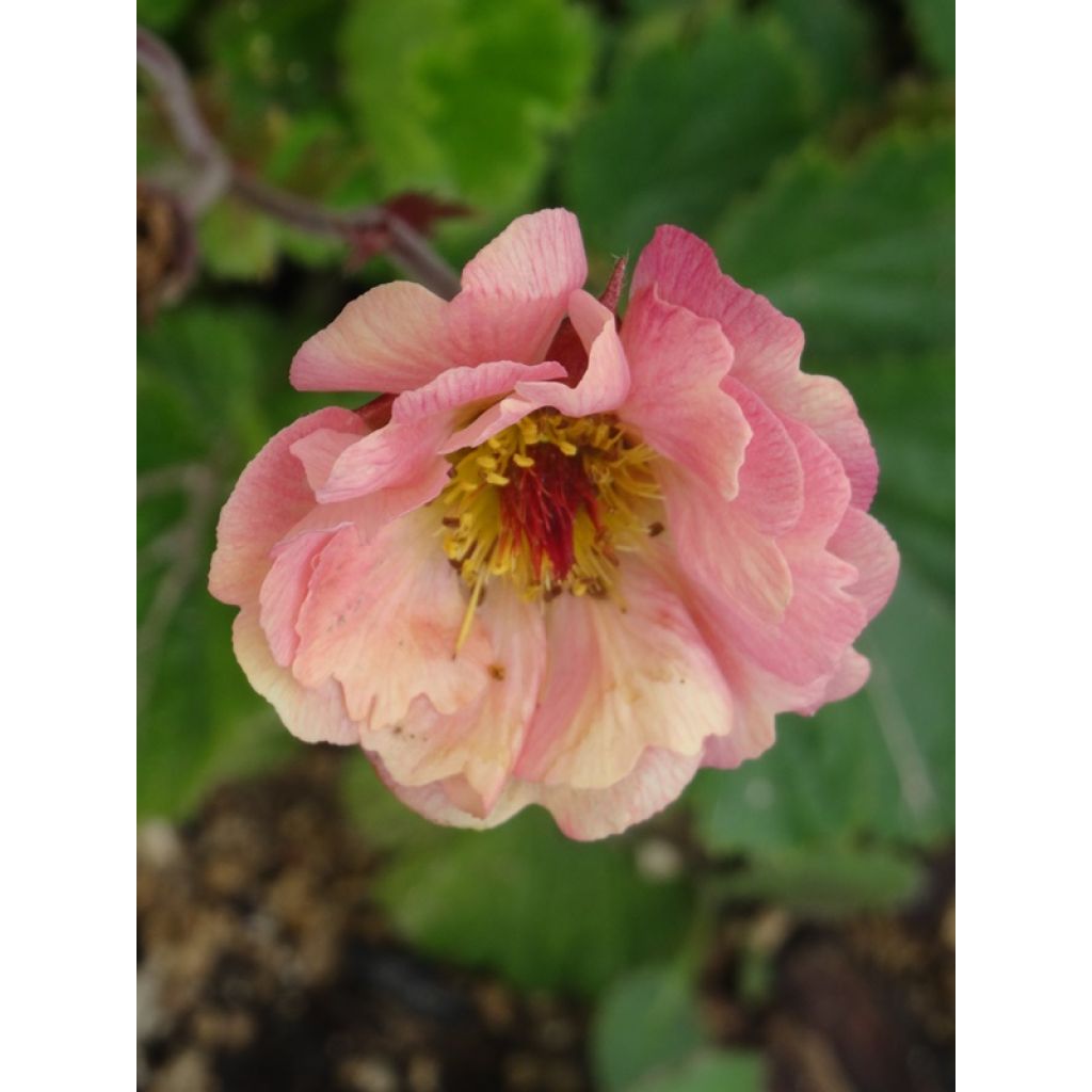 Geum Cosmopolitan - Benoite blanc-pêche