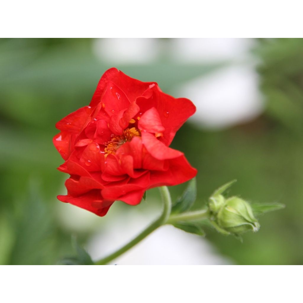 Geum chiloense Mrs Bradshaw - Benoîte rouge écarlate