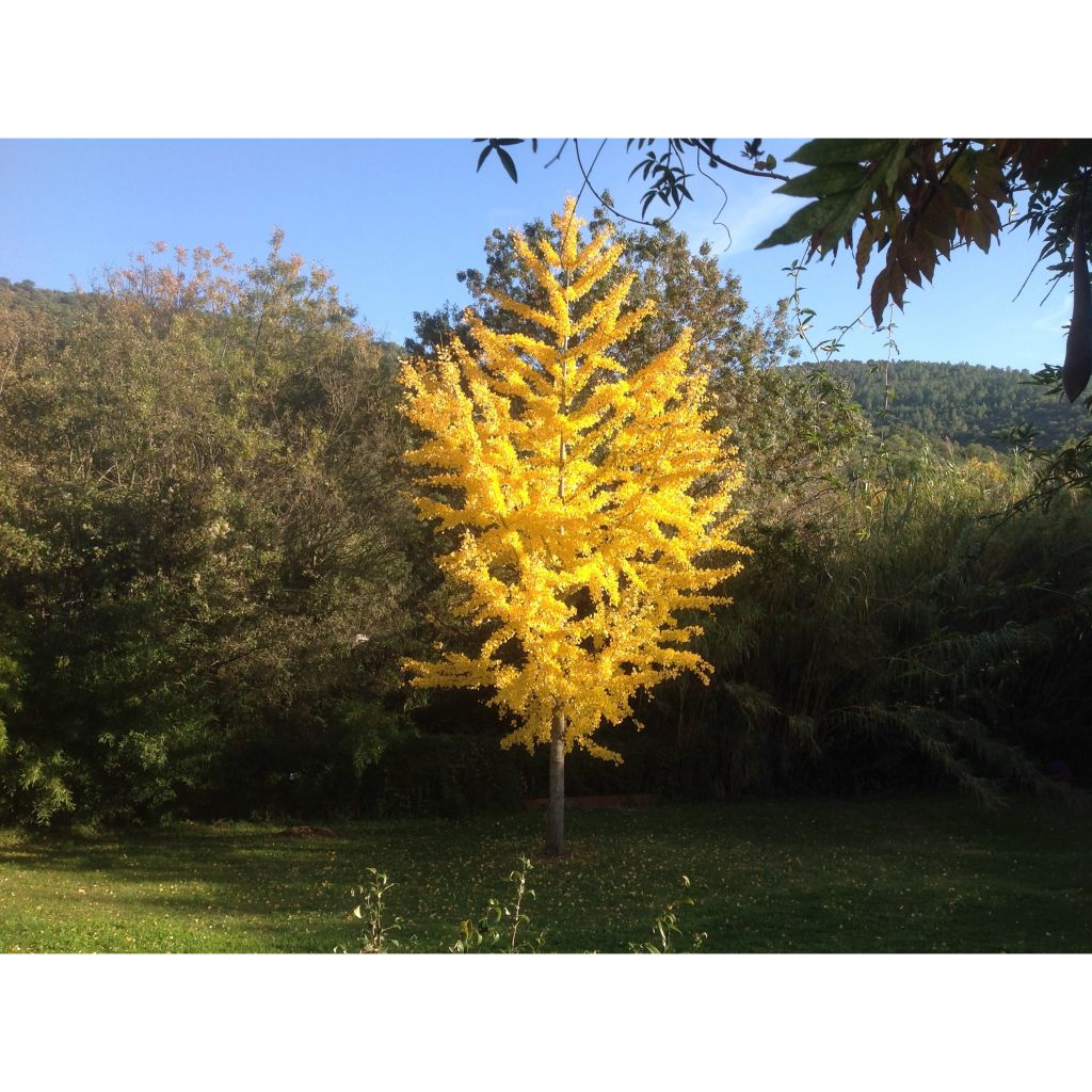 Ginkgo biloba - Arbre aux quarante écus