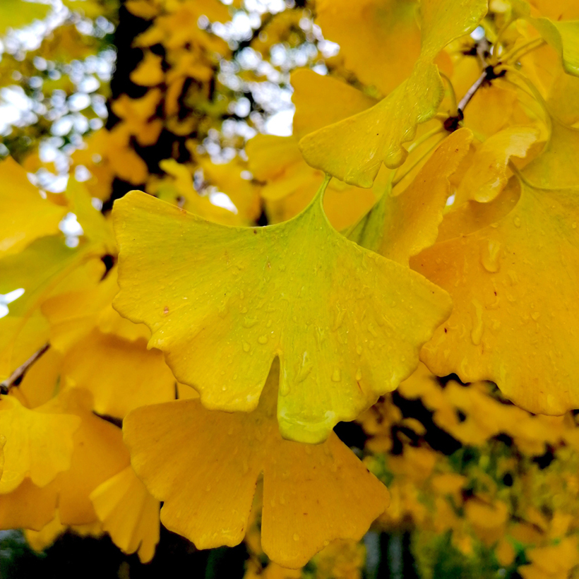 Ginkgo Biloba 'Obelisk' En Pot 2,5L - Port Colonnaire, Hauteur Livraison 30 Cm - Feuillage Jaune Doré Automne, Soleil