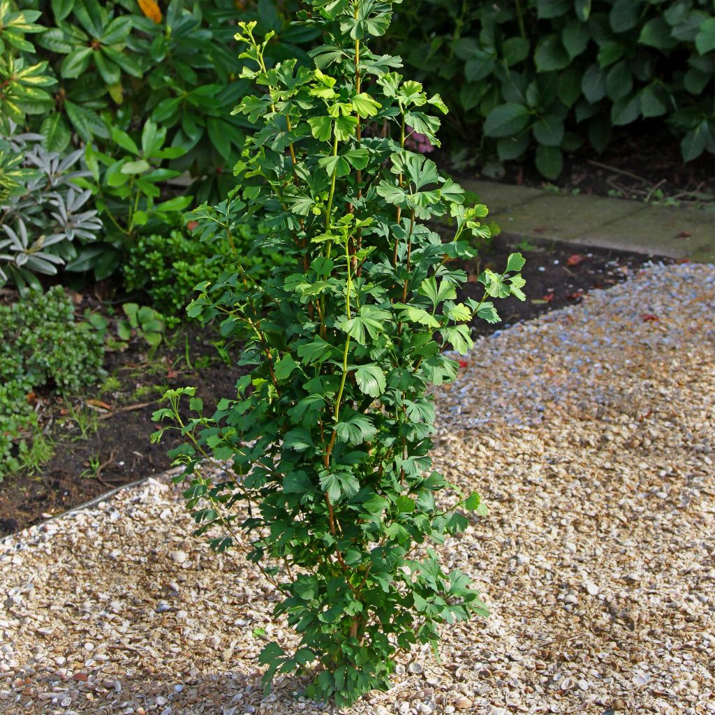 Ginkgo biloba Menhir - Arbre aux quarante écus 