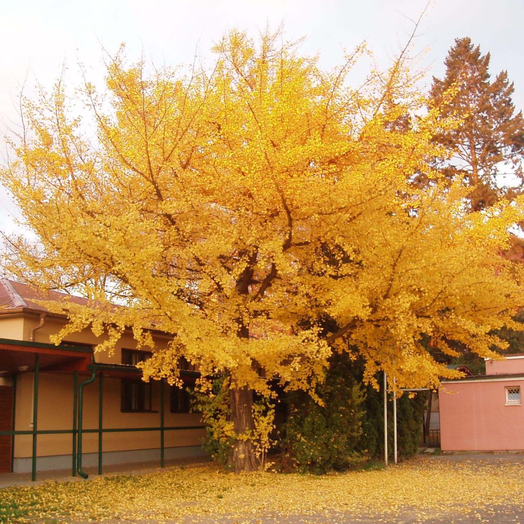 Ginkgo biloba - Arbre aux quarante écus