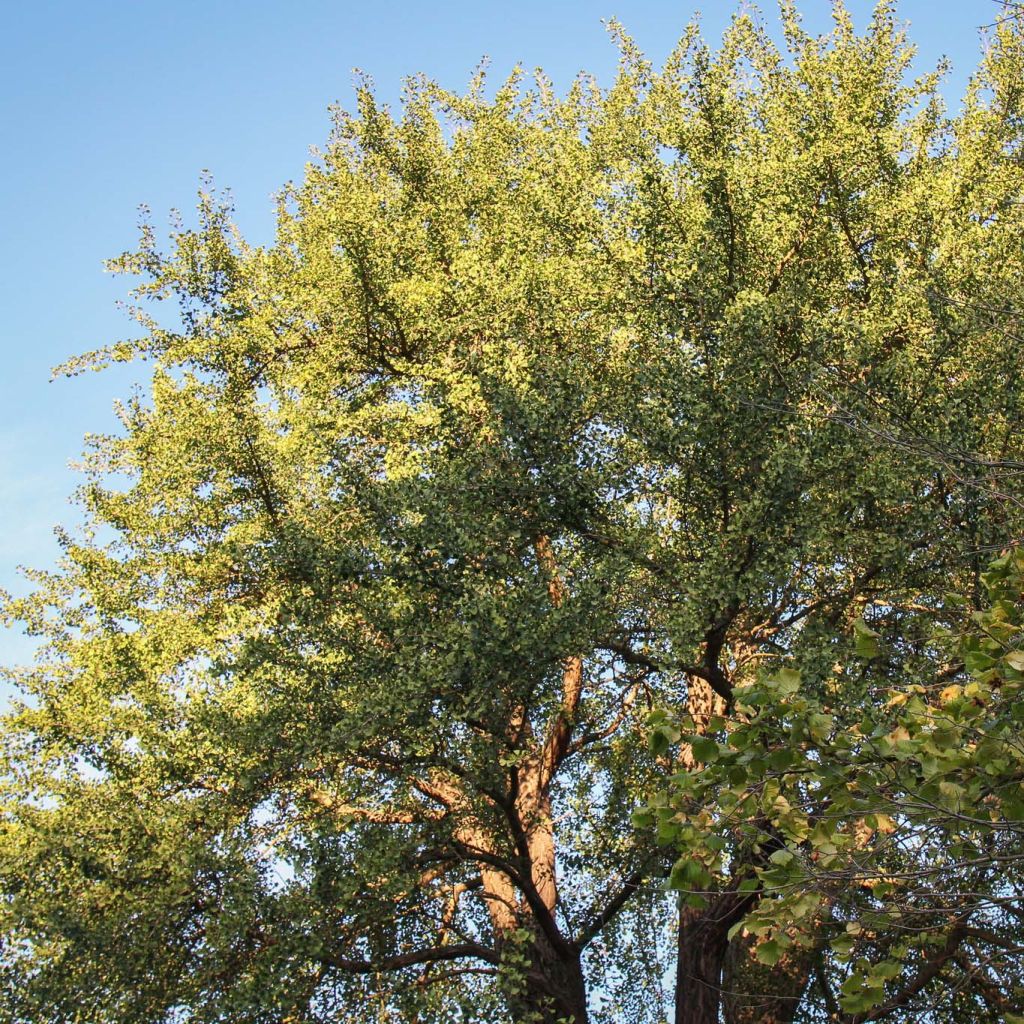 Ginkgo biloba - Arbre aux quarante écus