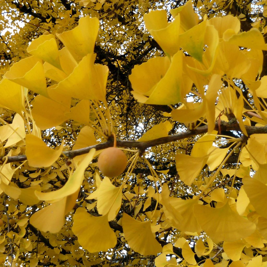 Ginkgo biloba - Vente Ginko bilobé - Arbre aux quarante écus