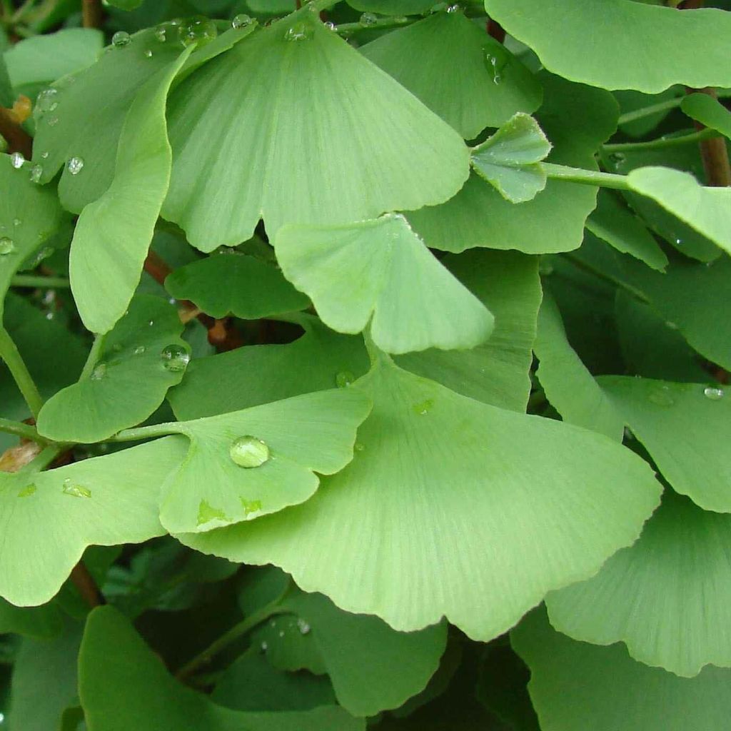 Ginkgo biloba - Arbre aux quarante écus