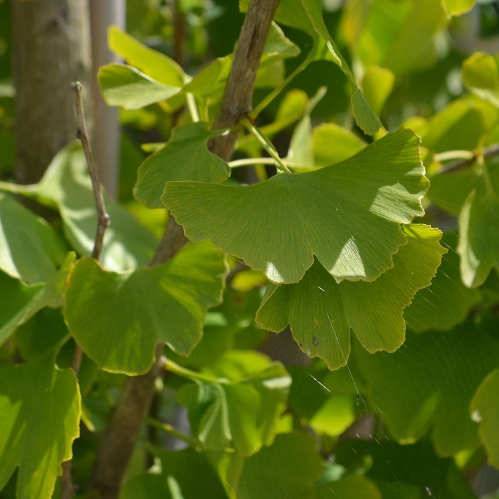 Ginkgo biloba - Arbre aux quarante écus