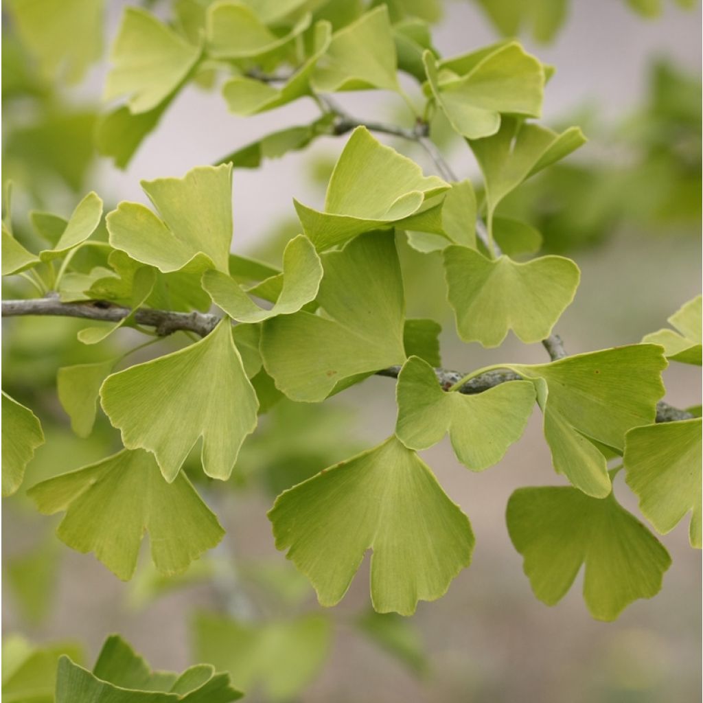 Ginkgo biloba - Arbre aux quarante écus