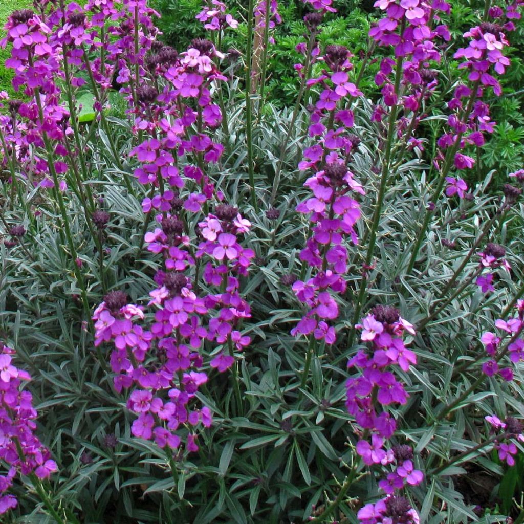 Giroflée arbustive - Erysimum bowles mauve