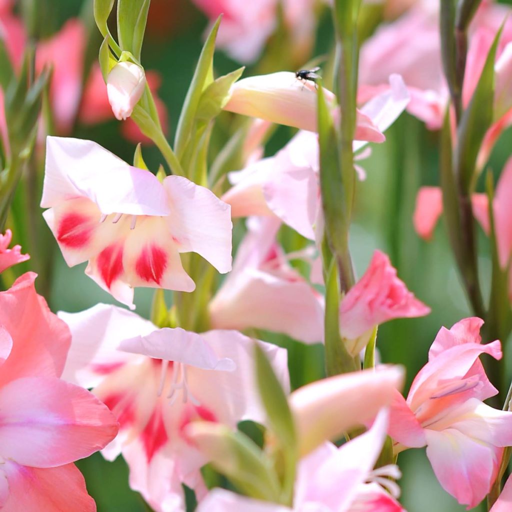 Glaïeul ou Gladiolus colvillei Elvira