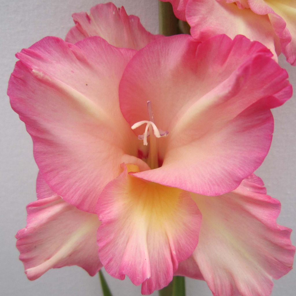 Glaïeul ou Gladiolus Fragrant Lady