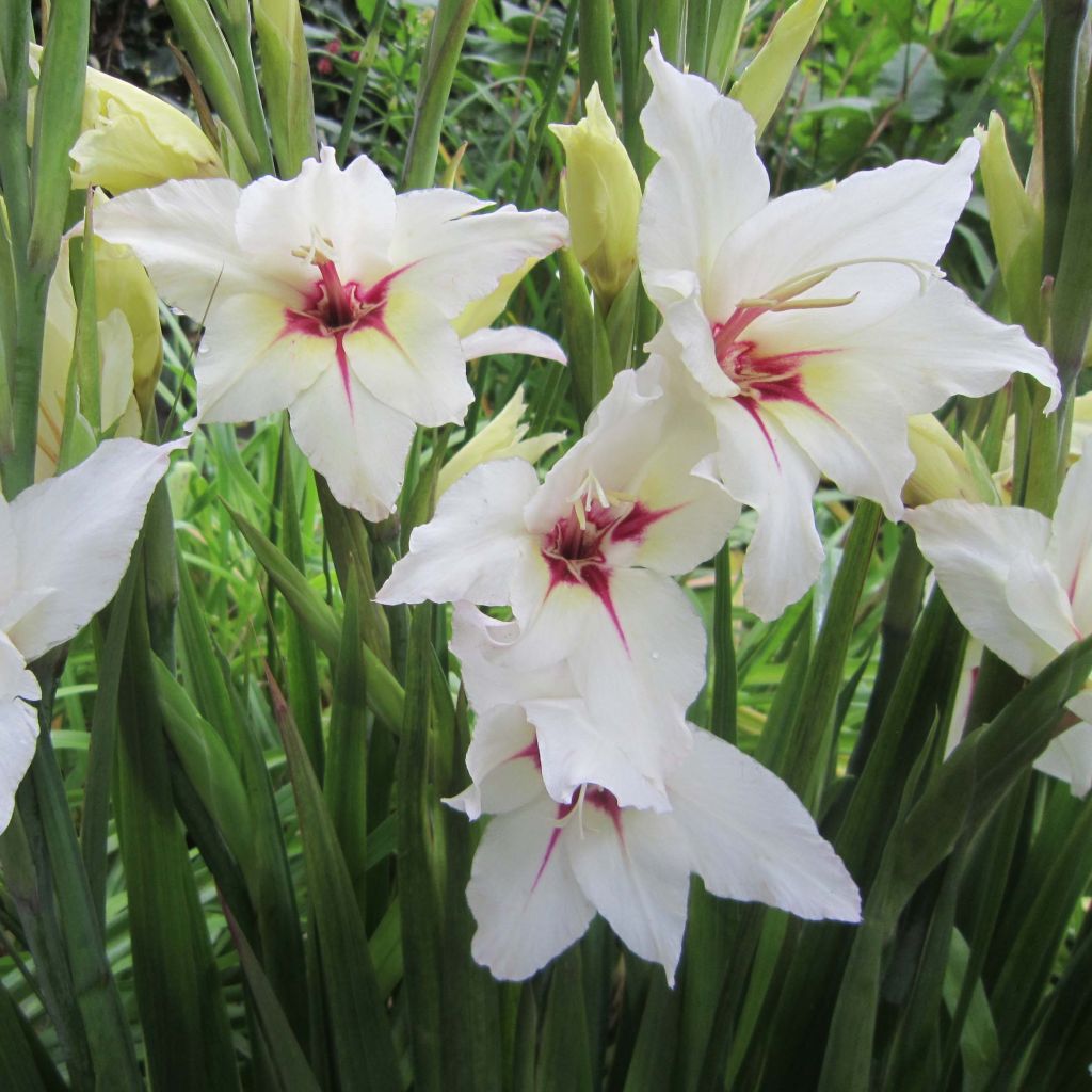 Glaïeul ou Gladiolus Lucky Star