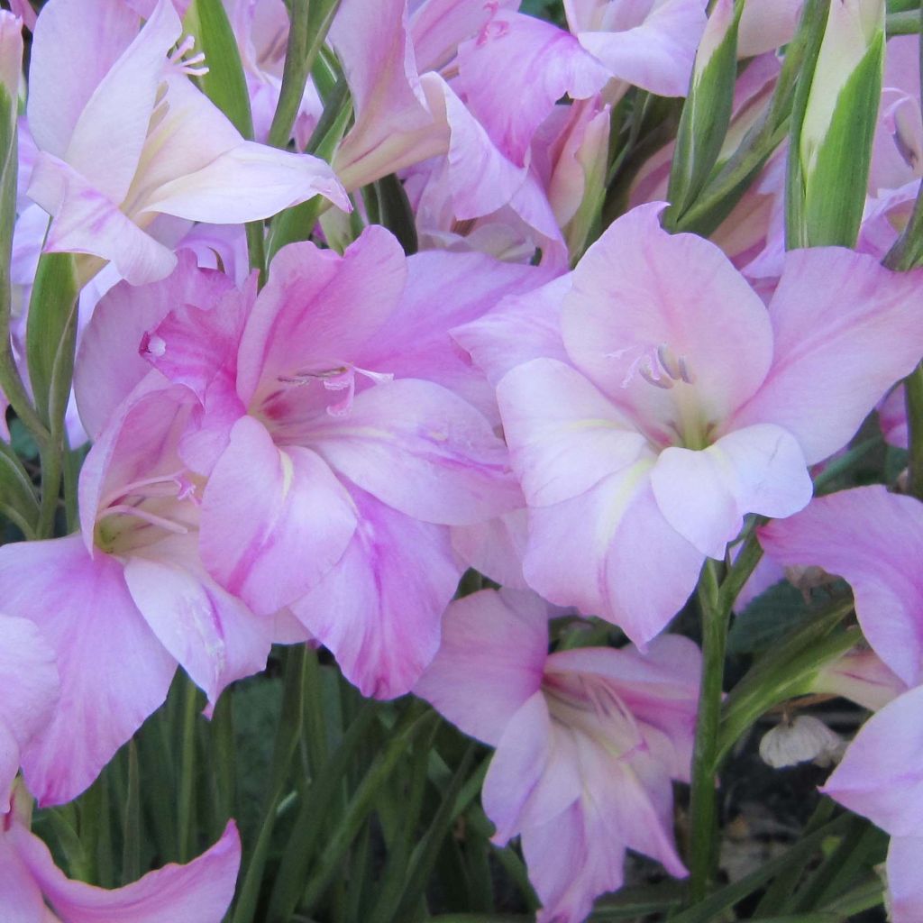 Glaïeul ou Gladiolus tubergenii Charming Lady