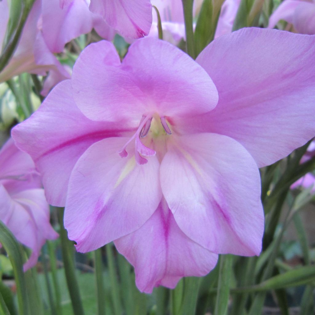 Glaïeul ou Gladiolus tubergenii Charming Lady