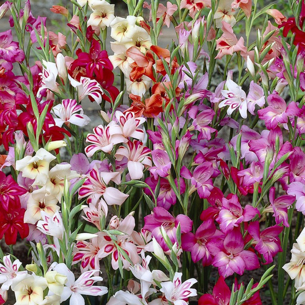 Glaïeuls ou Gladiolus colvillei en mélange