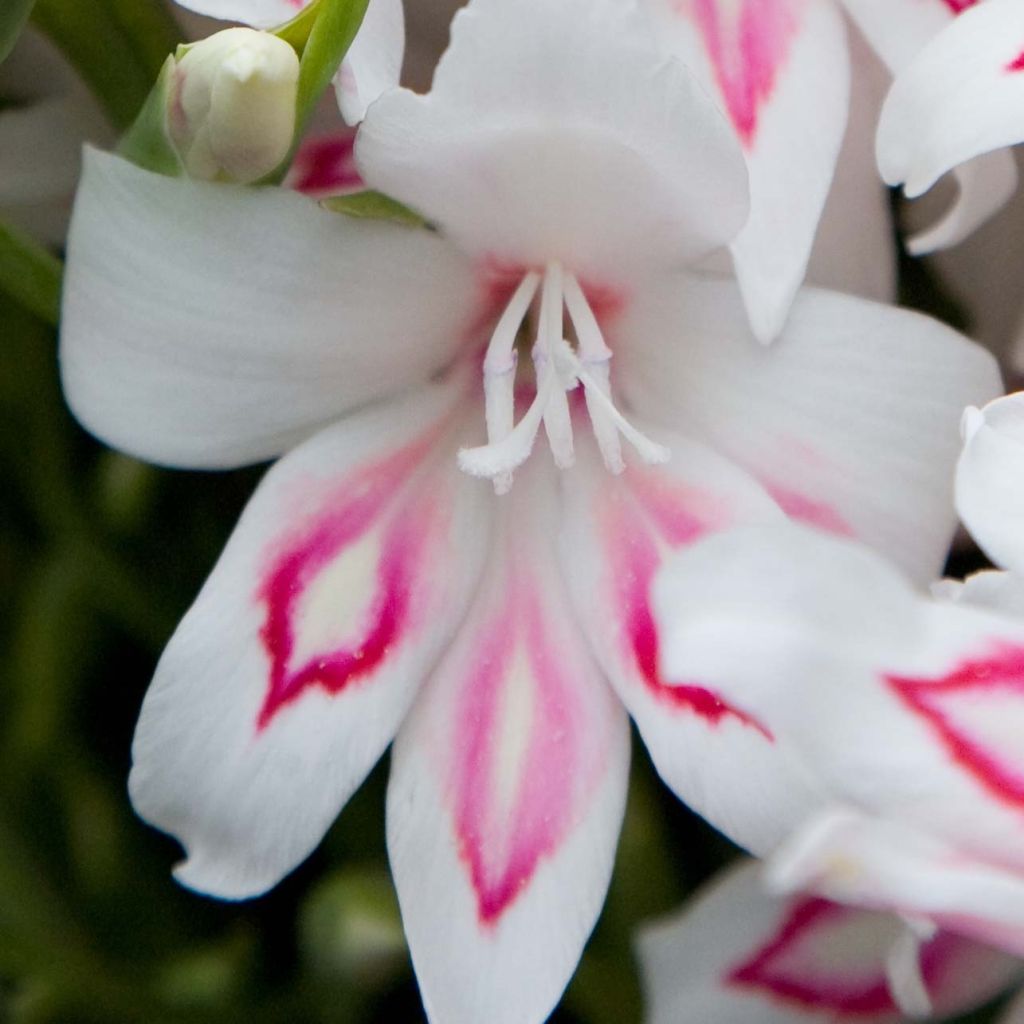 Glaieul ou Gladiolus colvillei Nymph