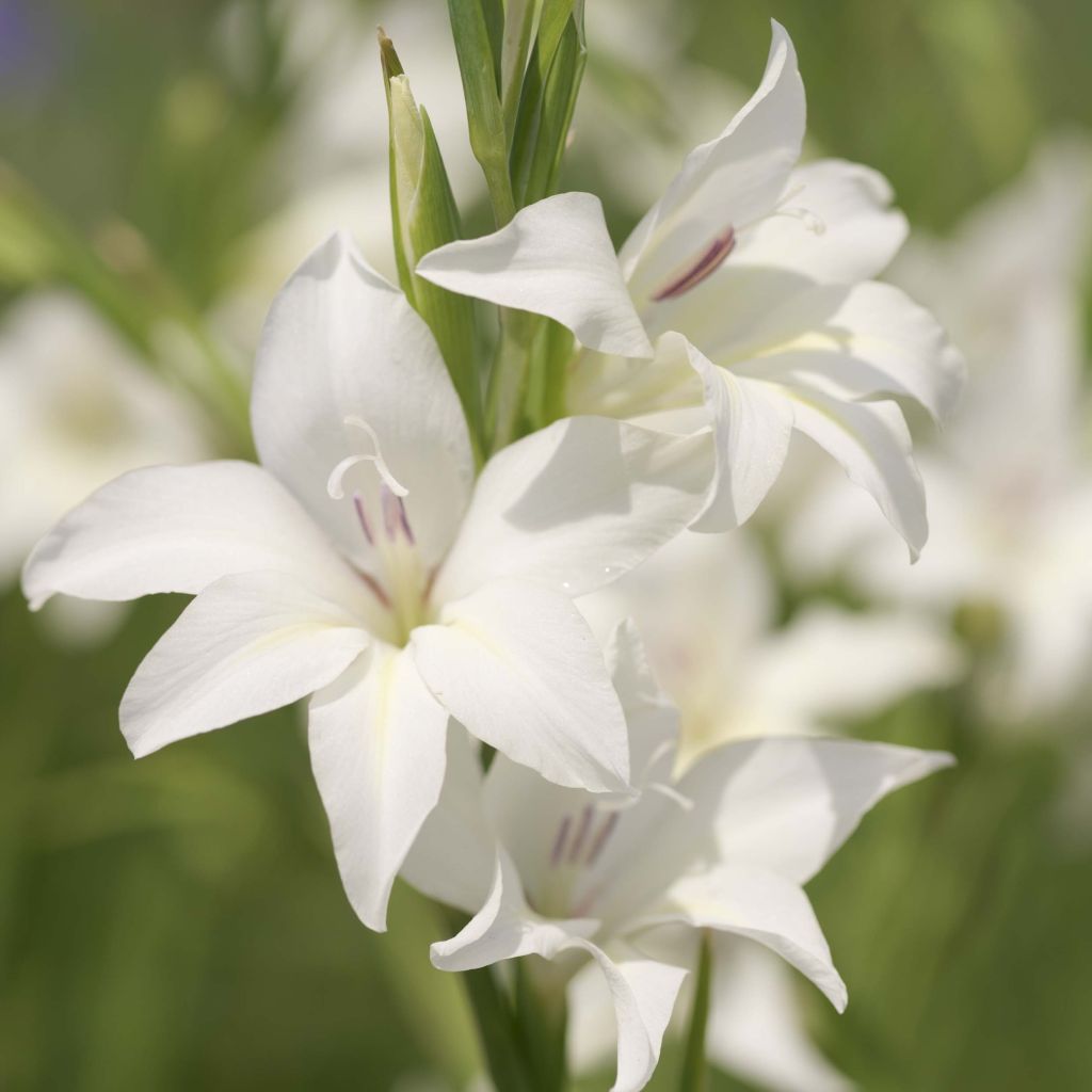 Glaïeul ou Gladiolus colvillei The Bride