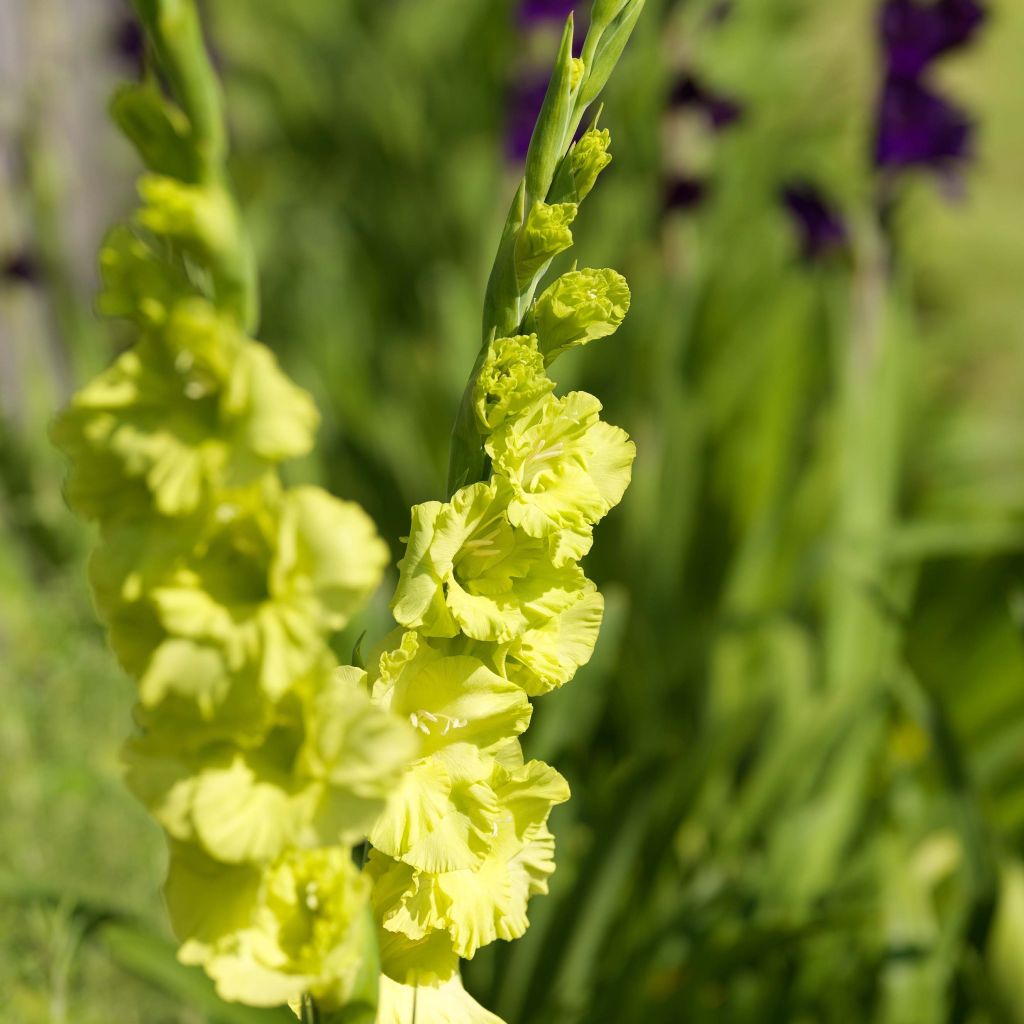 Glaïeul ou Gladiolus Green Star