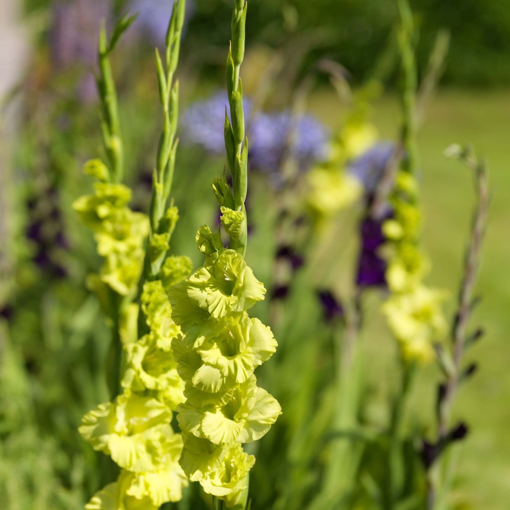 Glaïeul ou Gladiolus Green Star