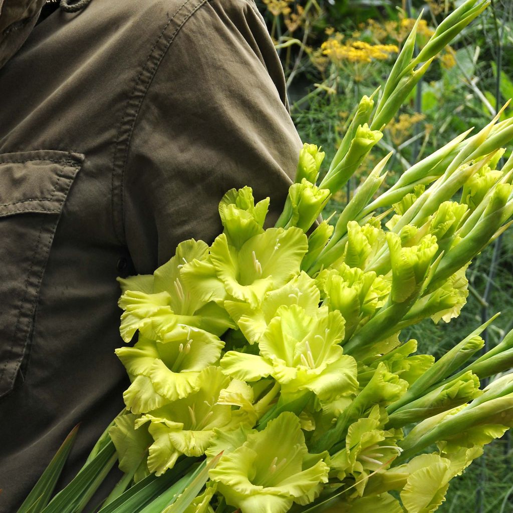 Glaïeul ou Gladiolus Green Star