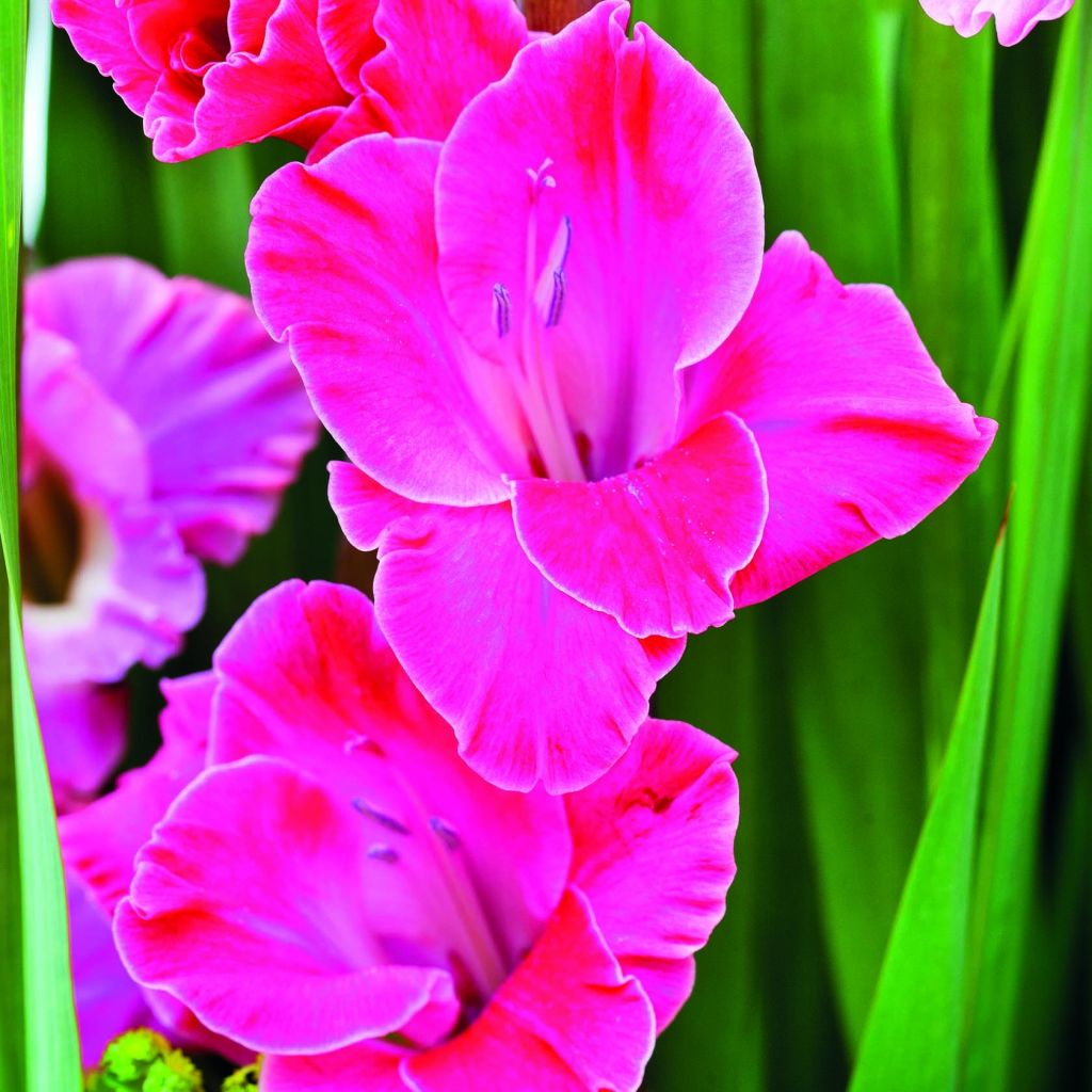 Glaïeul ou Gladiolus Invitatie