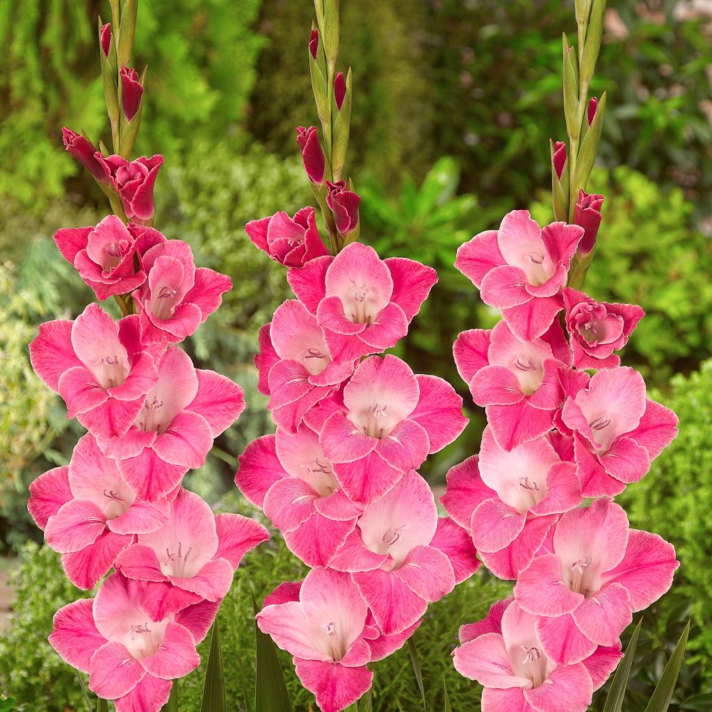 Glaïeul ou Gladiolus Invitatie