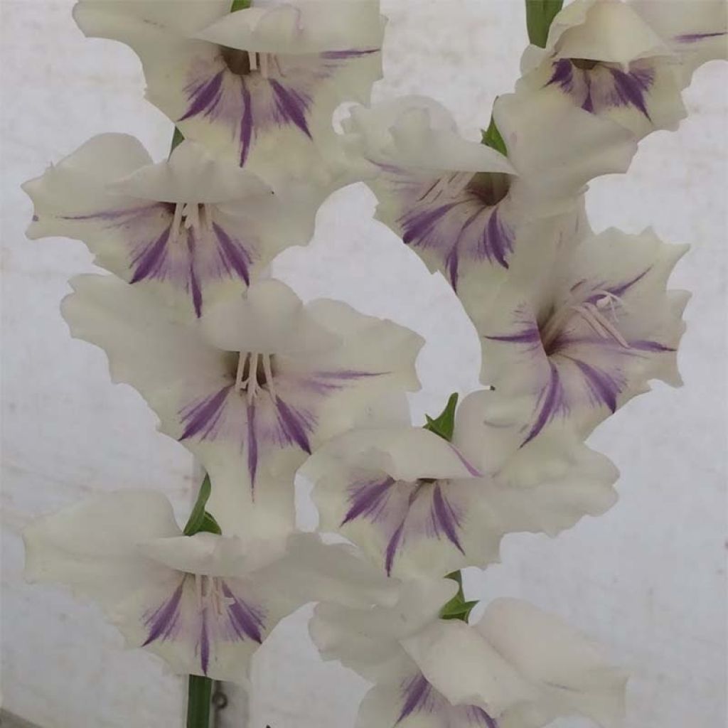 Glaïeul ou Gladiolus nanus x primulinus Angel Kisses