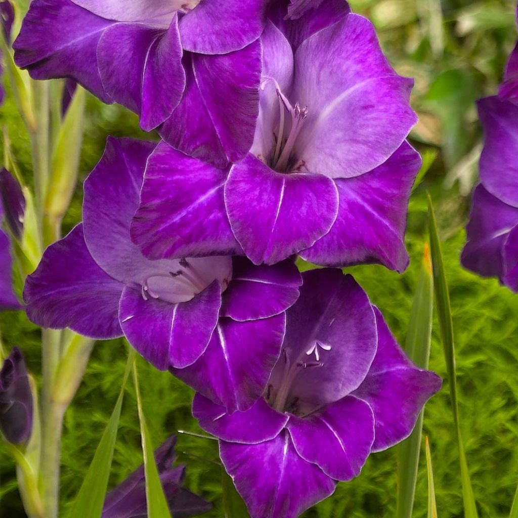 Glaïeul ou Gladiolus papillon Violetta